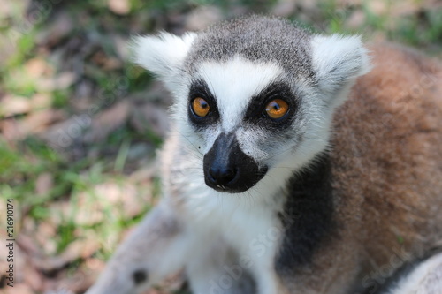 Portrait of a Ring Tailed Lemur of Madagascar 