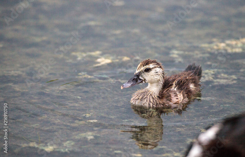 Adolescent juvenile muscovoy duckling Cairina moschata before feathers are fully formed photo