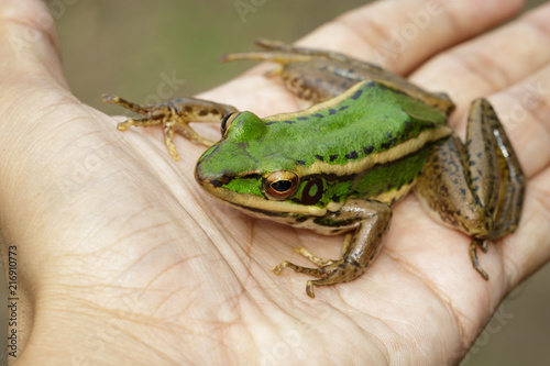 Image of paddy field green frog or Green Paddy Frog (Rana erythraea) on hand. Amphibian. Animal.