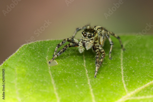 Image of Jumping spiders(Salticidae) on green leaves. Insect. Animal. © yod67