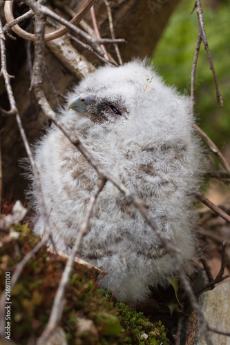 Foto a baby tawny owl huddles on the ground
