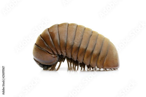 Image of pill millipede(Oniscomorpha) isolated on a white background. Glomerida. Insect. Animal.