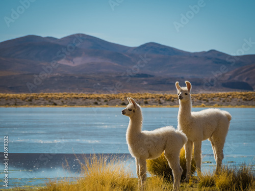 Llama 11