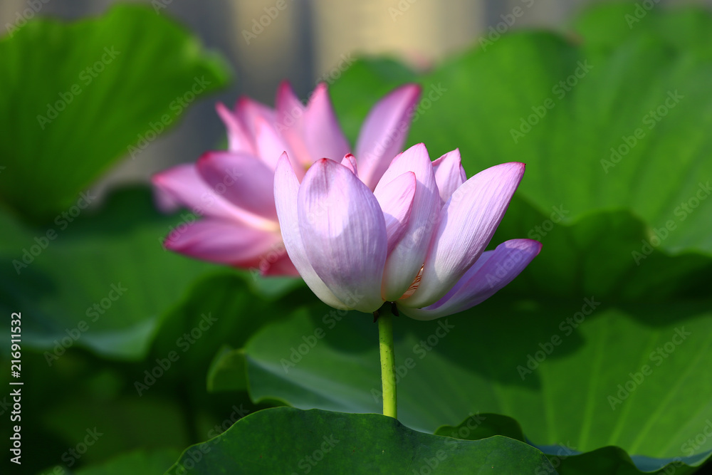 Blooming lotus flower, very beautiful