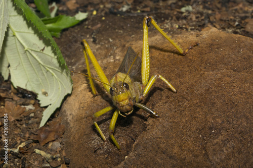 Giant Grasshopper ( Tropidacris collaris). photo