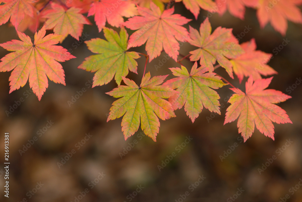 Red maple leaves border at autumn forest, blurred background. Season changing. A tree branch of maple, fall. Red maple leaves border at autumn forest, blurred background. Season changing. A tree branch of maple, fall.
