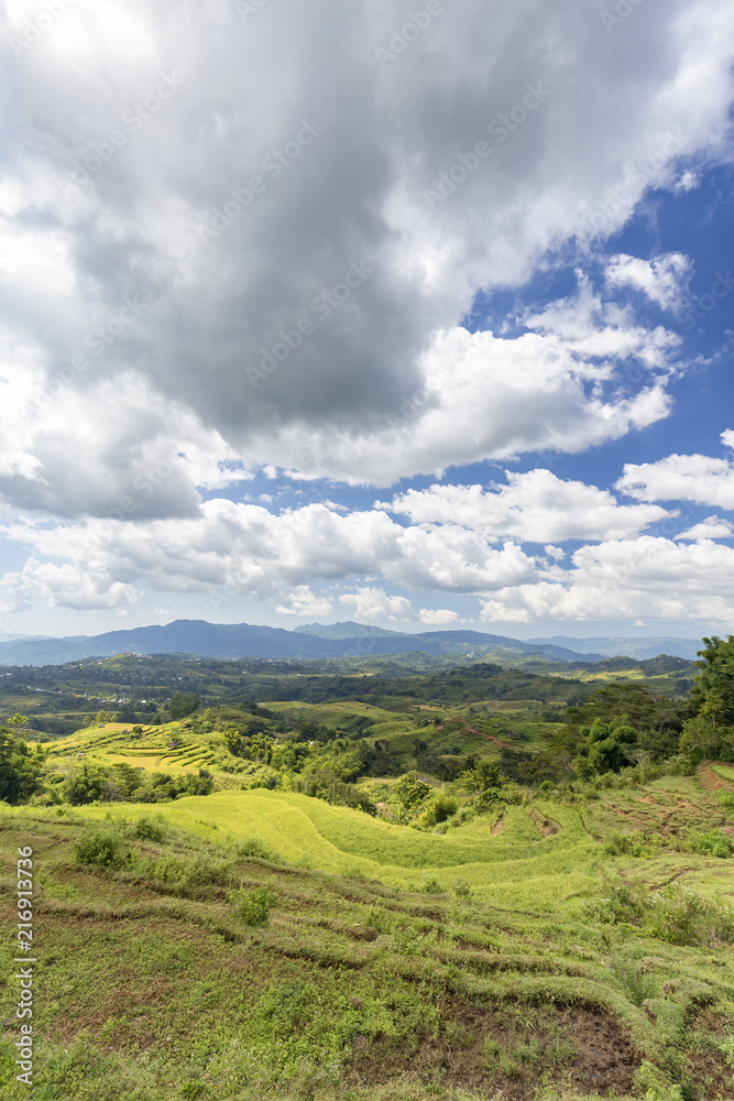 Fototapeta premium Portrait of empty rice terrace at the Golo Cador Rice Terraces in Ruteng on Flores, Indonesia.