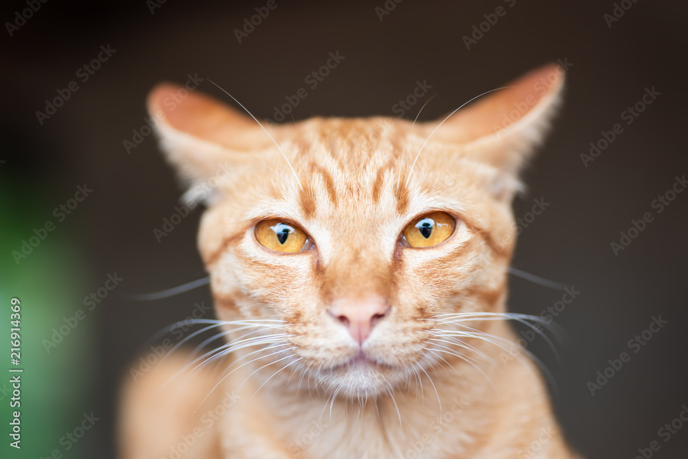 Portrait of ginger cat looking at camera
