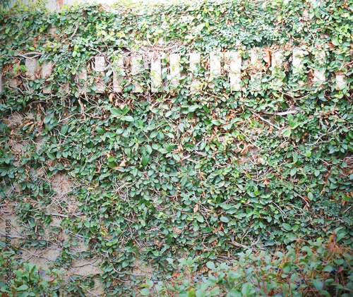 overgrown ivy on stone wall