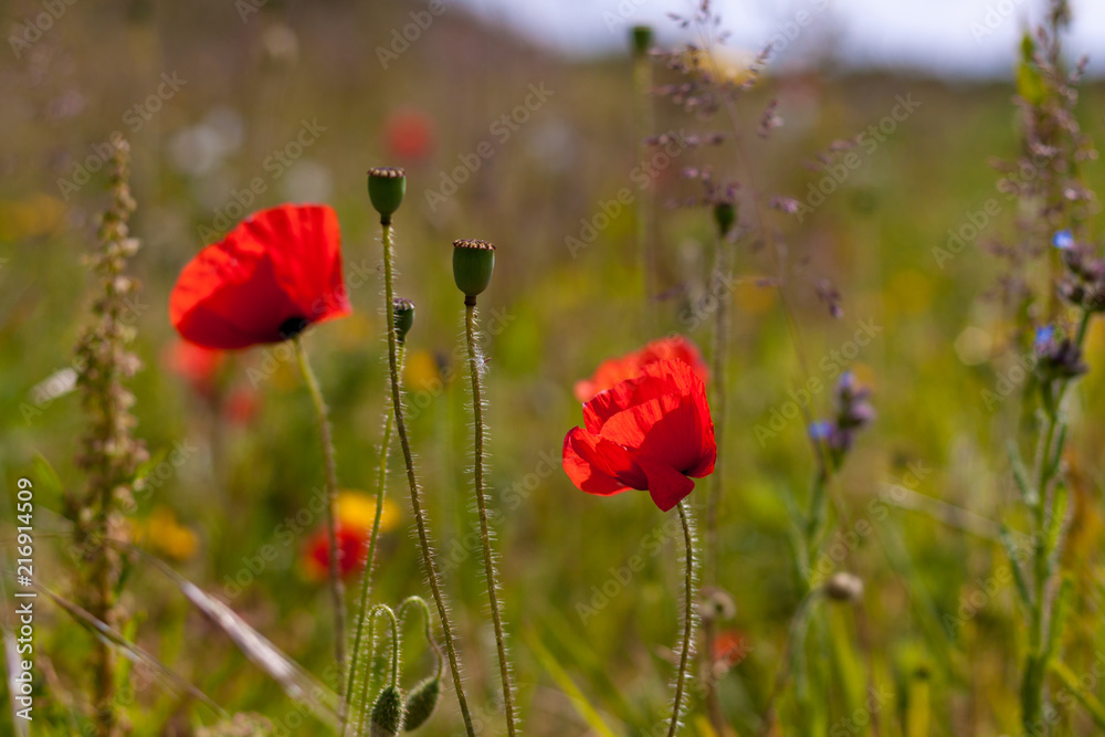 Obraz premium Poppies in a field on a sunny day in Devon