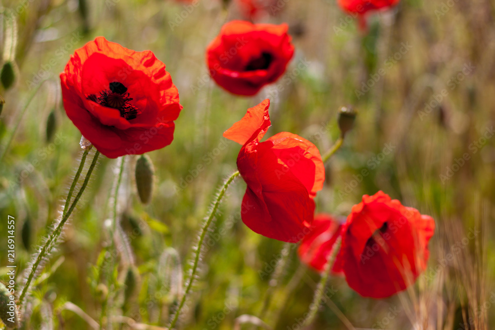 Poppies in a field on a sunny day in Devon Poppies in a field on a sunny day in Devon