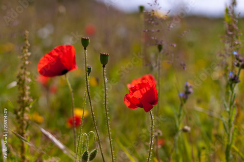 Poppies in a field on a sunny day in Devon