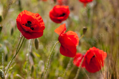 Poppies in a field on a sunny day in Devon