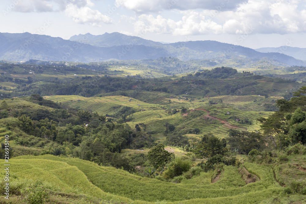 Lush landscape view of the Golo Cador Rice Terraces in Ruteng on Flores, Indonesia.