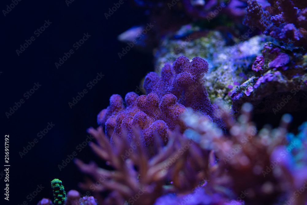  pocillopora coral on a reef