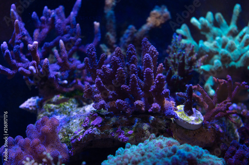  Acropora, SPS hard coral