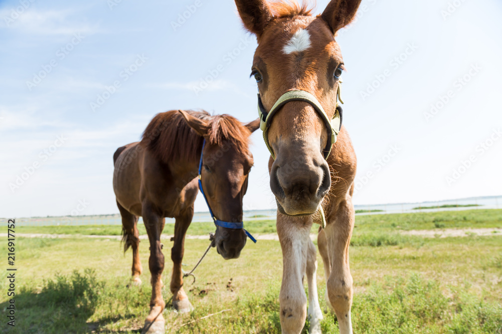 Obraz premium Closeup of young horse with blue sky