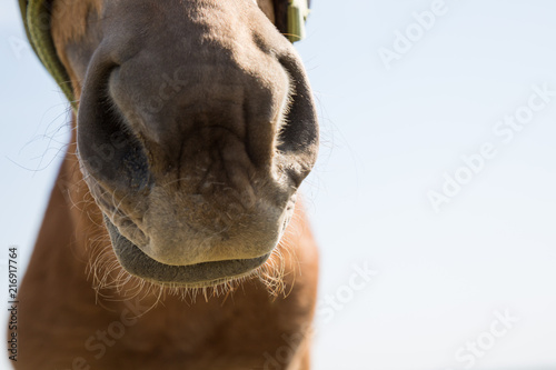 Brown horse's nose close-up © ddukang
