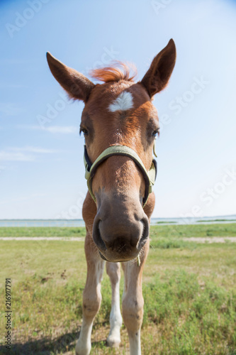 Closeup of young horse with blue sky © ddukang