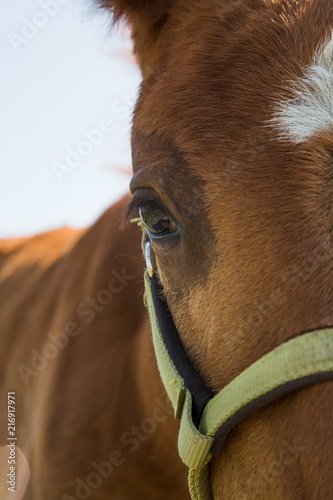 Pony closeup, and looking at camera photo