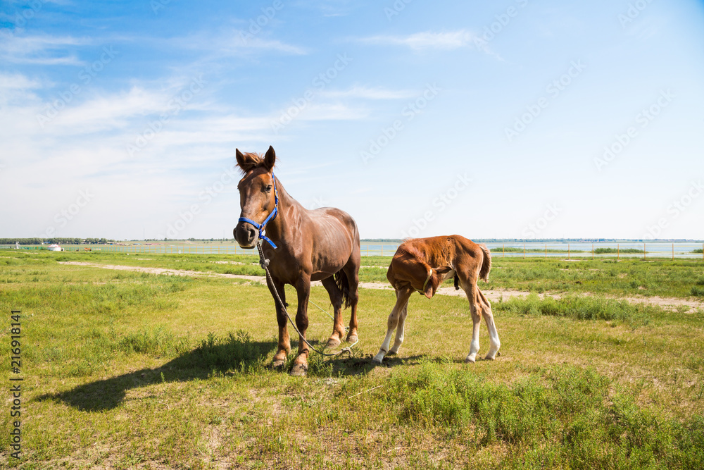 Horse Mare with Foal, mother and baby, Farm Animal on field with blue sky      