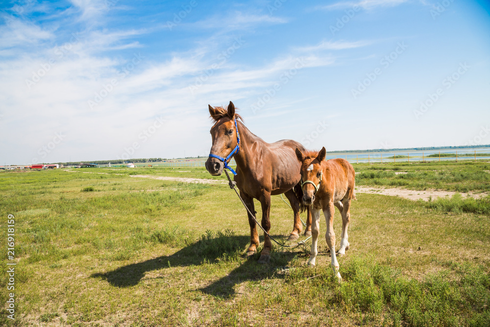 Horse Mare with Foal, mother and baby, Farm Animal on field with blue sky Horse Mare with Foal, mother and baby, Farm Animal on field with blue sky