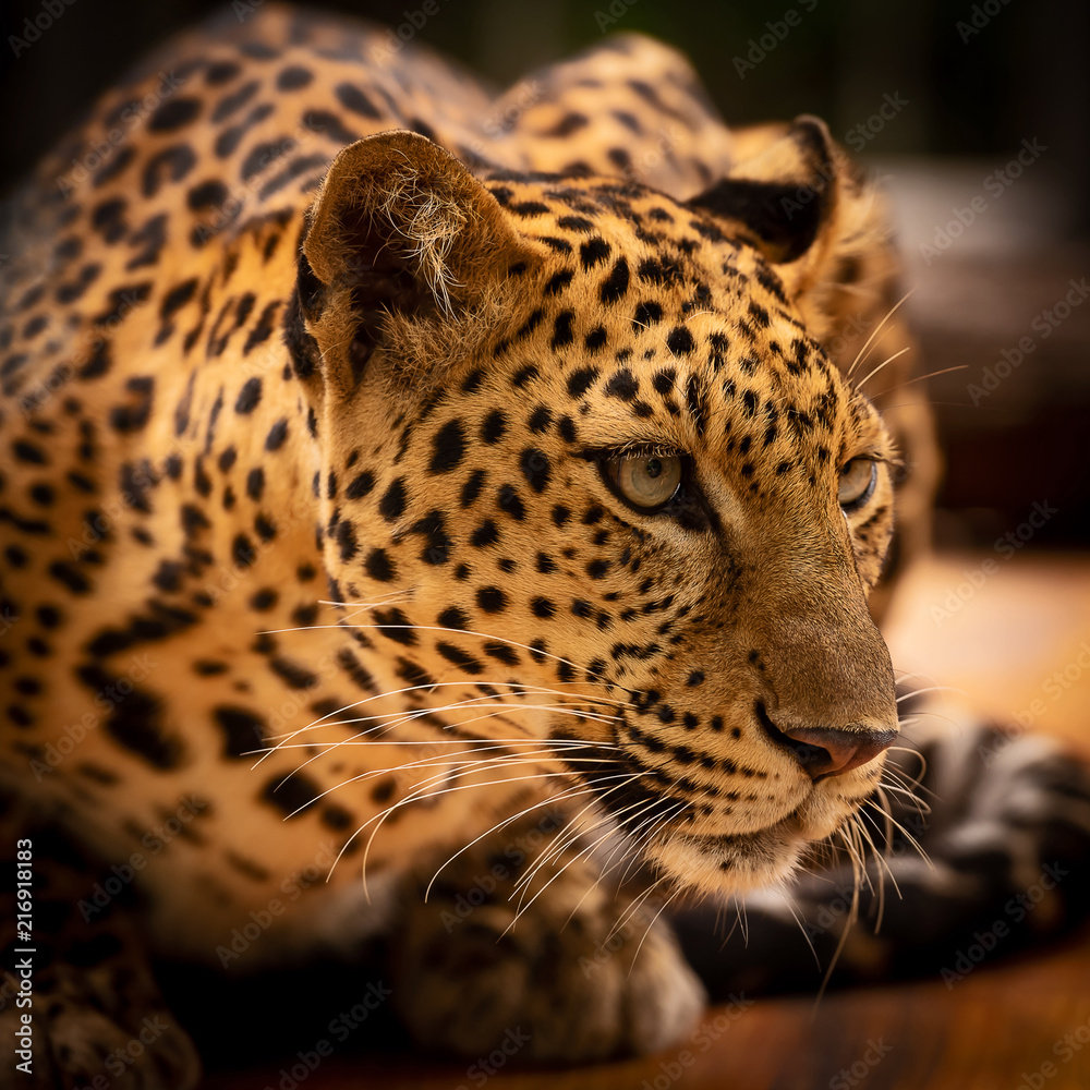 Fototapeta premium Close up Leopard.