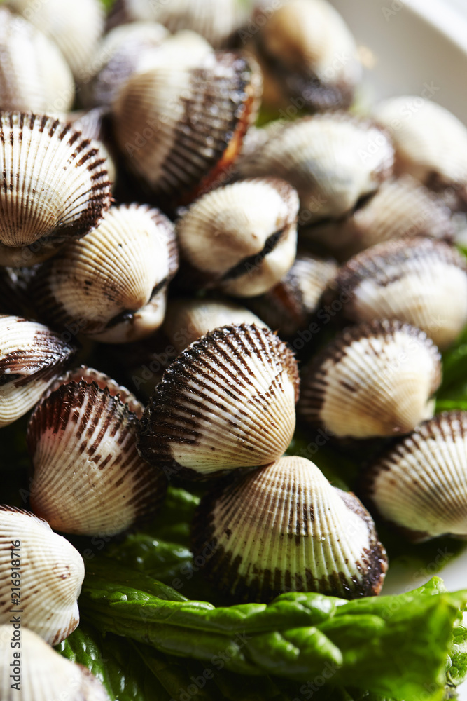 cockle cockle
