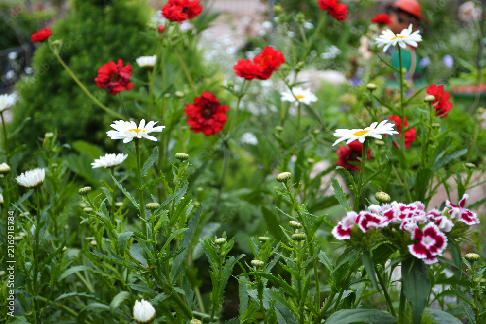 flower, nature, flowers, plant, garden, summer, green, spring, field, red, white, bloom, flora, beauty, beautiful, color, petal, floral flower, nature, flowers, plant, garden, summer, green, spring, field, red, white, bloom, flora, beauty, beautiful, color, petal, floral