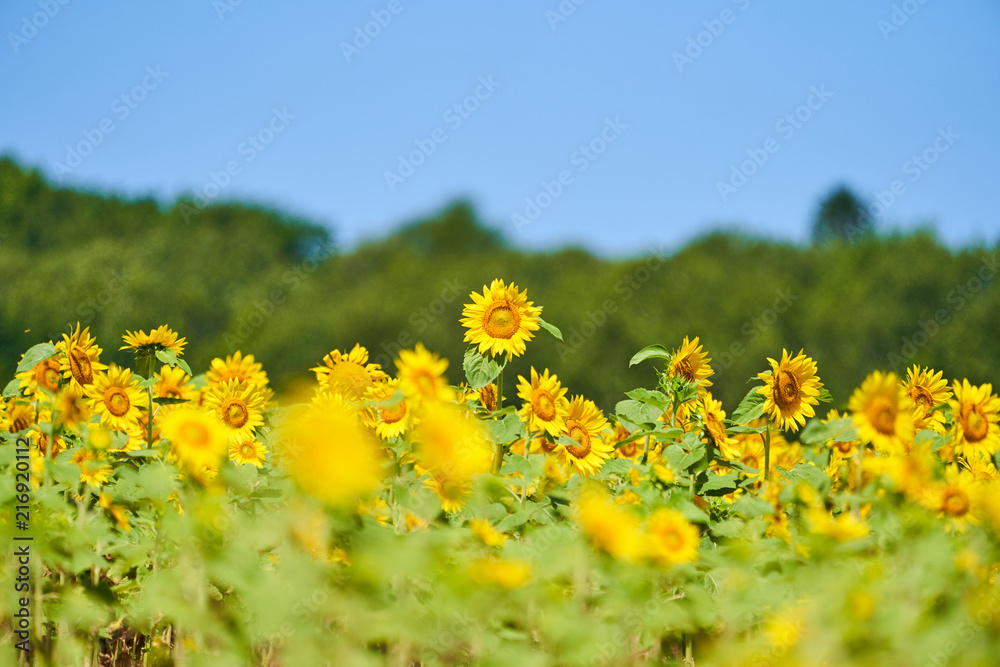 Obraz premium 北竜町ひまわりの里のヒマワリ