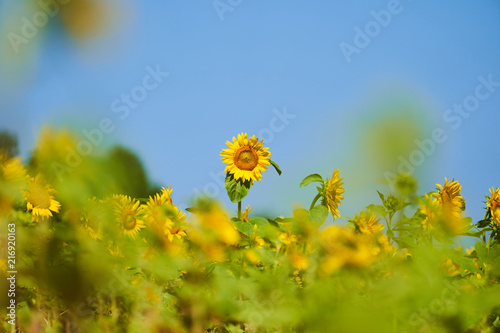 Fototapeta Naklejka Na Ścianę i Meble -  北竜町ひまわりの里のヒマワリ