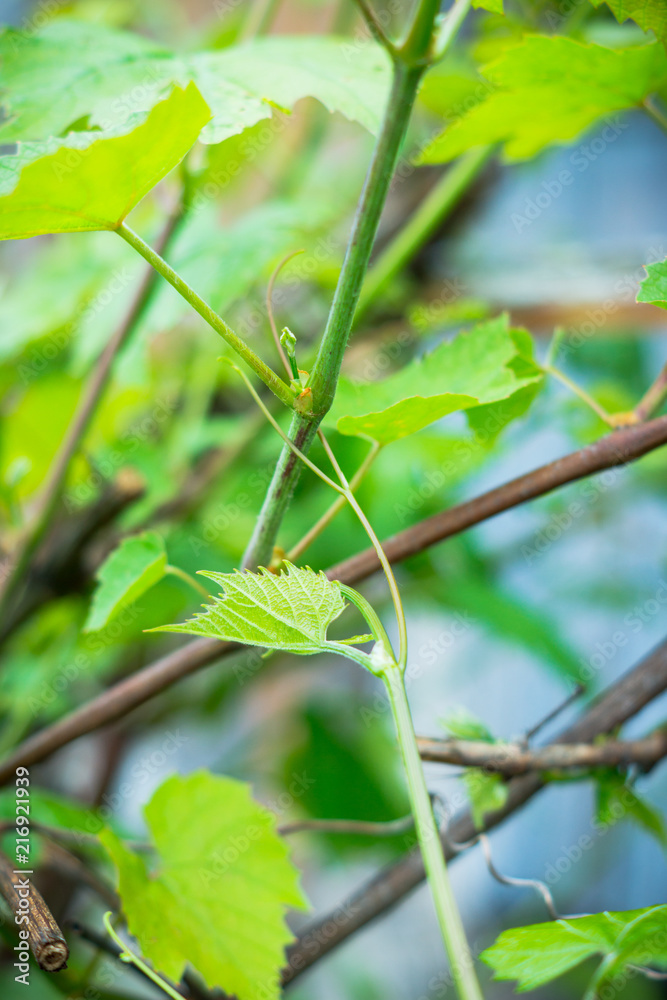 Grape growing in the vineyard. Selective focus. Grape growing in the vineyard. Selective focus.