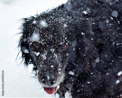 grumpy black dog