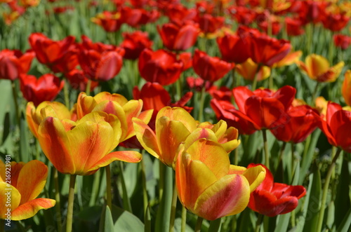 tulips © sergey