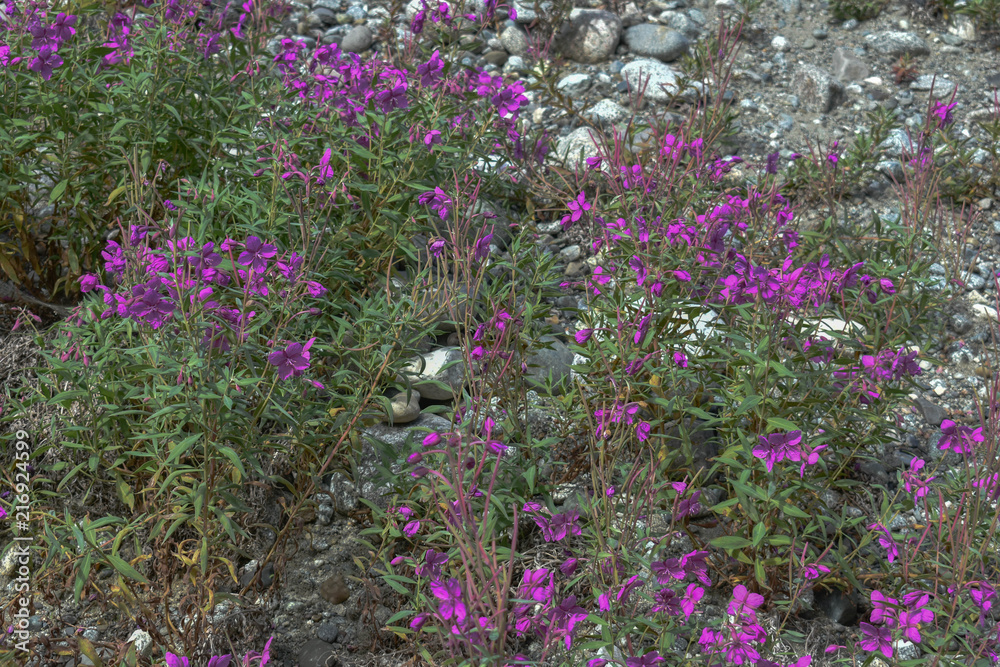 Obraz premium Alaska Wild Flowers and Plants