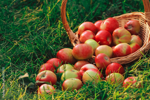 Apples scattered from basket on grass. Apple picking concept. August, fall, autumn harvesting, oschard