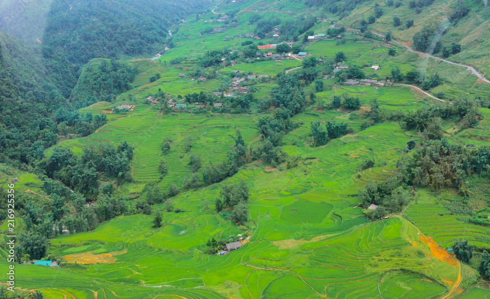 Terraced rice fields in harvest season, Muong Hoa Valley, Sappa, Northern Vietnam - obrazy, fototapety, plakaty 
