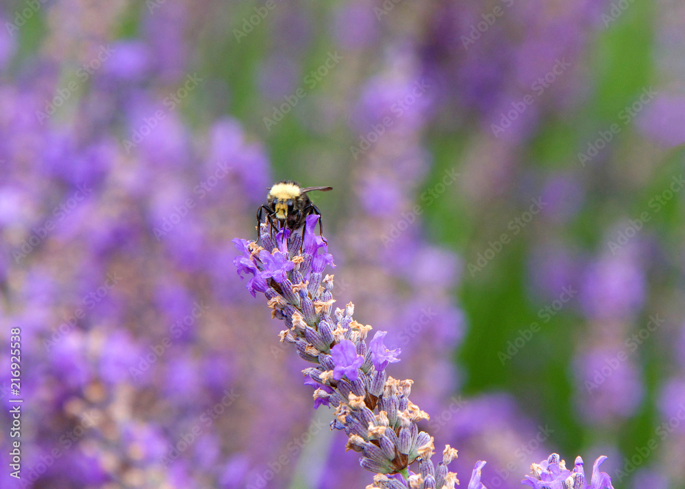 Bumble bee collecting pollen from french lavender flowers, facing forwards. Bumblebees have round bodies covered in soft hair called pile, making them appear and feel fuzzy. Bumble bee collecting pollen from french lavender flowers, facing forwards. Bumblebees have round bodies covered in soft hair called pile, making them appear and feel fuzzy.