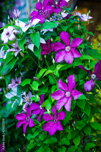 Blooming clematis in the garden. Selective focus. Shallow depth of field.
