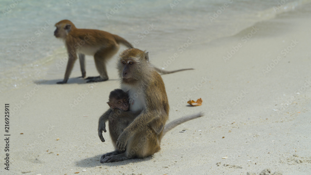 Watching macaques the most common monkeys in Thailand, Koh Dong