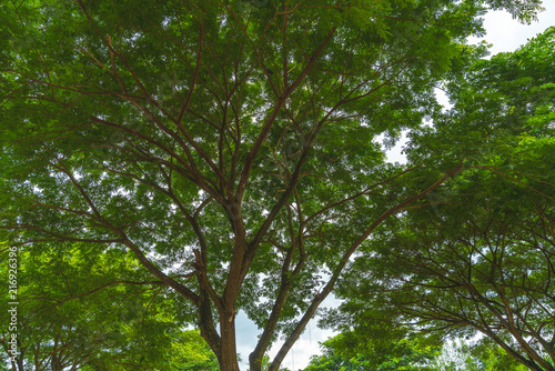 Walk to the jungle tree sky clouds sun