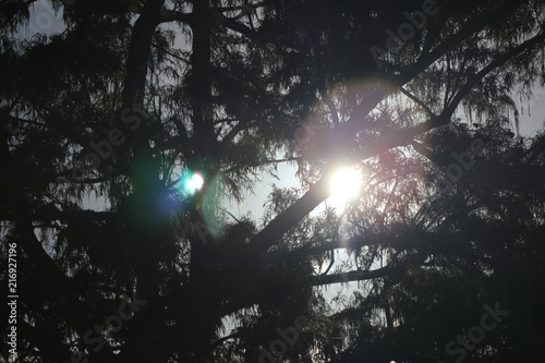 Sunlight through trees