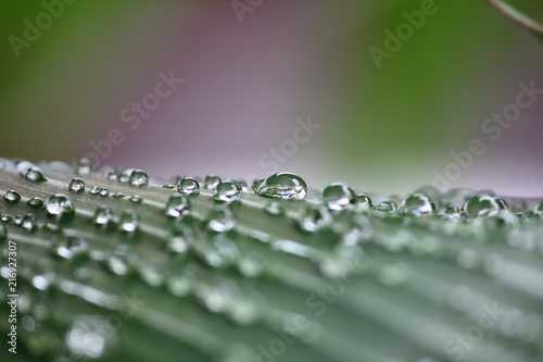 fresh water drops on green leaf in nature