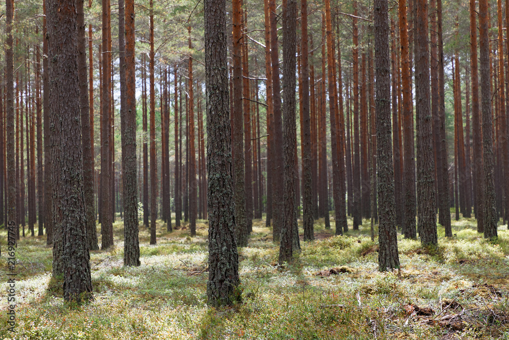 Obraz premium Latem dobrze zagospodarowany sosnowy las i borówka