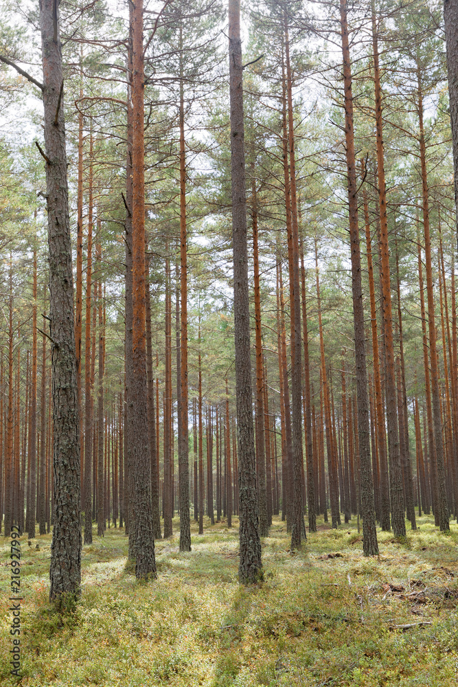 Obraz premium Well managed pine wood and blueberry plants during the summer