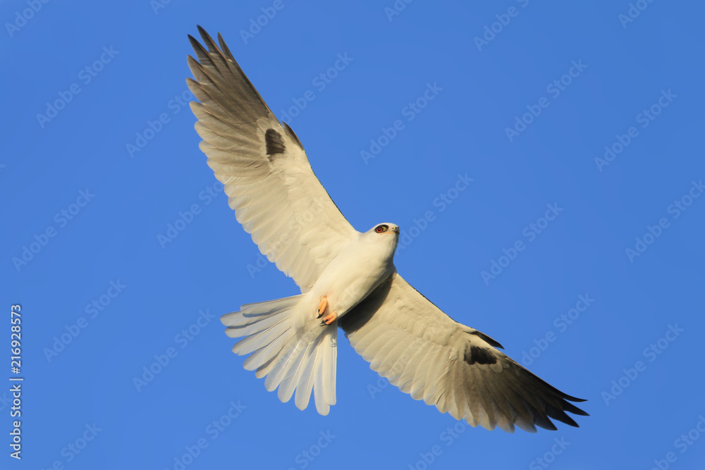 Obraz premium White-tailed Kite (Elanus leucurus)