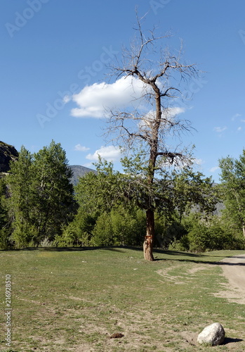 Mountain landscape in the area of the river Big Yaloman. Mountain Altai photo