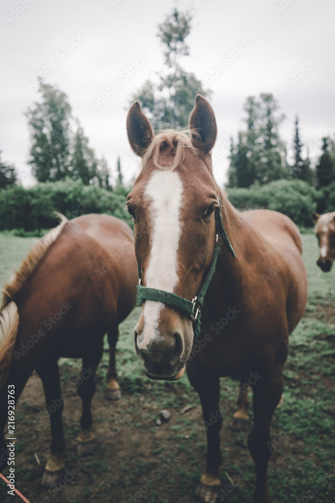 Naklejka premium Brown Horse