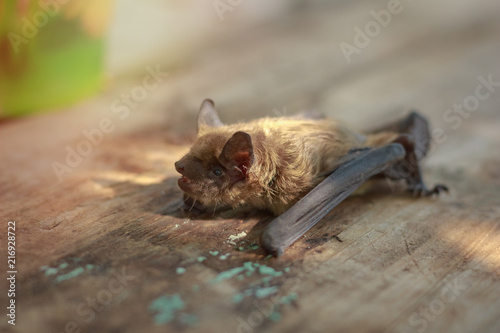 Bat small on a wooden table in the afternoon