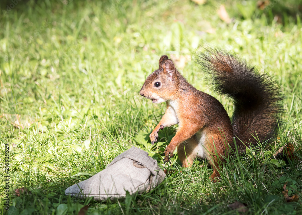 funny little red squirrel sitting in green grass near the bag with nuts funny little red squirrel sitting in green grass near the bag with nuts